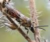 Lasioglossum nigripes